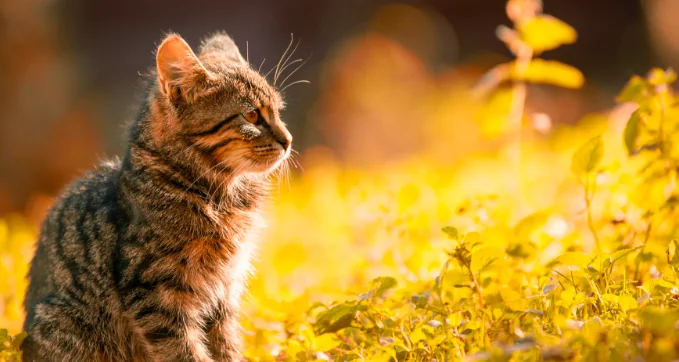 Allergia al gatto, ecco che fare